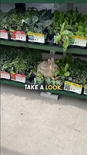 Rabbit Caught Snacking at Walmart! 🐰 😳