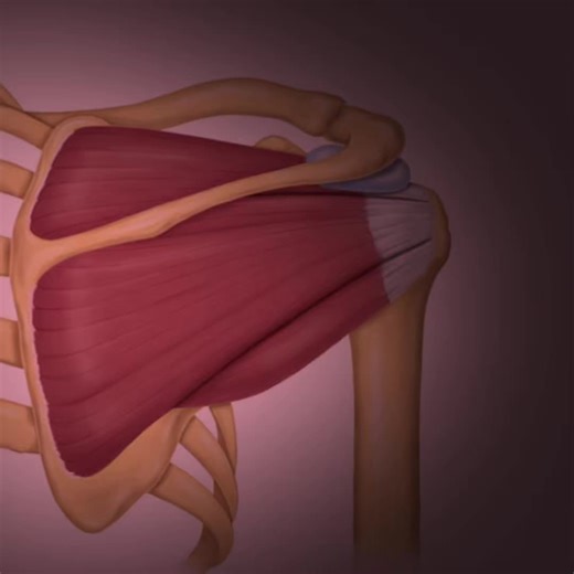 The rotator cuff is a group of four muscles—supraspinatus, infraspinatus, teres minor, and subscapularis—and their tendons that stabilize the shoulder joint, connecting the scapula to the humerus. It enables overhead lifting, rotational movements, and maintains joint stability. Injuries often cause pain, weakness, and limited motion. #fyp #f