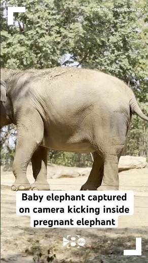 Baby elephant captured on camera kicking inside pregnant elephant