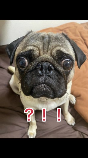 こんぶの鼻と喉の手術をした時の思い出です。重症の短頭種気道症候群（外鼻孔狭窄症、軟口蓋過長症）と診断され手術を勧められて受けました。最初は鼻の形を見て絶対失敗やんと思ったけど、今ではナチュラルに鼻の穴が広くなって散歩時の呼吸も楽そうに感じます。手術してよかった。#パグ #保護犬を家族に #癒し動画 #おすすめにのりたい #運営さん大好き #犬のいる生活 #短頭種 #手術 #術後経過 #pugs #病気 #ダウンタイム #おもしろ動画 #運営さんお願い大好き #いいね押してくれた人ありがとう