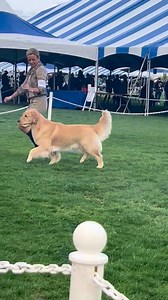 Bravo and Tara Schultz showing in Palm Springs this weekend. He is bred and co owned by myself and with Judi Voss. He is a Treasure x Luca baby. Love how he is turning out!! 🥰❤️ https://k9-data.org/dog/detail/1368612 | Bearabella Golden Retrievers