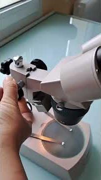 Présentation de la loupe binoculaire et quelques observations