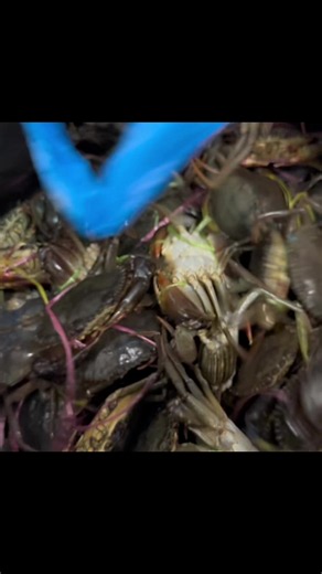 Fresh Crab Cooking Tips and Recipes