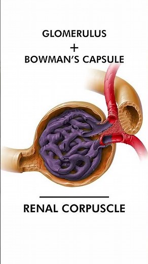 Structure and Function of Nephron: Anatomy and physiology of Nephron #3danimation #nephronstructure