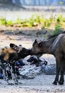 28K views · 111 reactions | Wild dogs' hunting buffalo calf.☠ | Citronn | Facebook