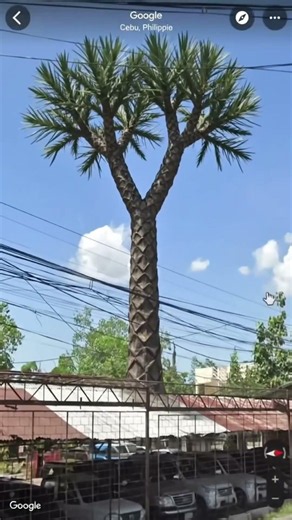 WHAT KIND OF TREE IS THIS???