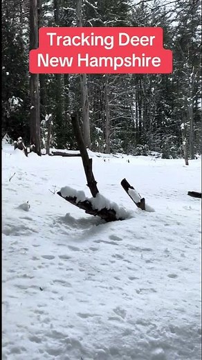 Tracking Deer in NH Trail Cams