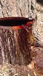 86K views · 941 reactions | This is what we call a tree "crying for being cut' | VIDEO WORLD | Facebook