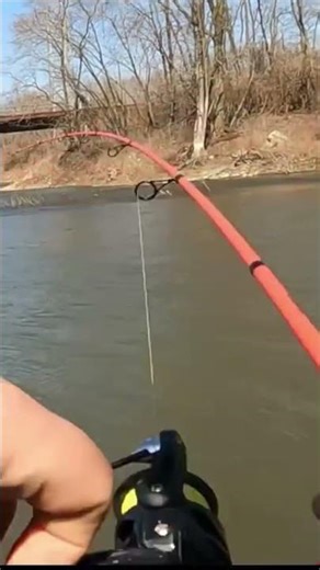 Walleye on the Kankakee River