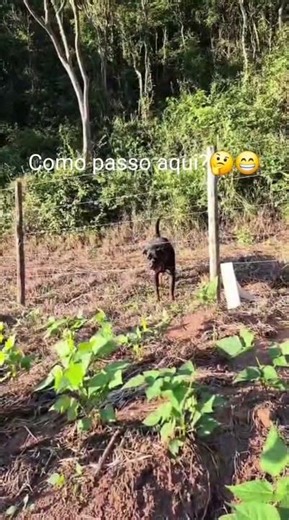Quando uma mocinha de cidade vai passear na roça.😂😂😂