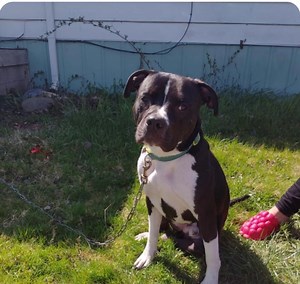 Saginaw Animal Control hires PR firm amid cruelty investigation, lawsuit