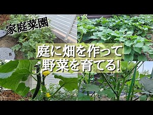庭に畑を作って野菜を育てる!／栽培中の野菜を紹介します