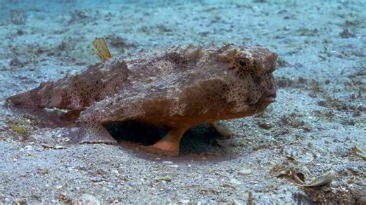 Sci-fi creature: Unveiling the deep sea find