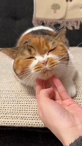 お口の大きさ測定してみたら...🐱