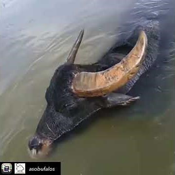 Buffalo underwater