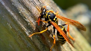 Cicada killer wasps spotted throughout the southeast