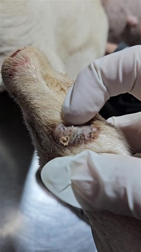 #ingrownhairremoval #ForYou #extraction #DogElbow #Popping | extractions ingrown hair