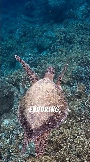 Exploring the Wonders of Wildlife: Sea Turtles