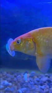 What Happens When a Fish Gets Addicted to a Pacifier?
