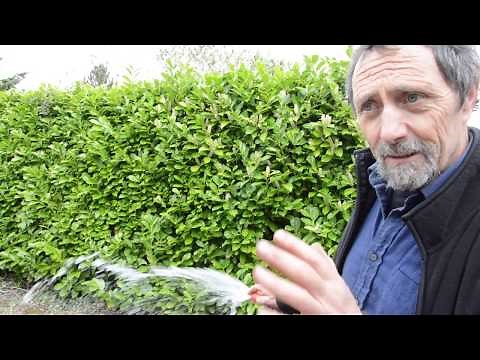 How to transplant and divide Persicarias