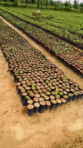 Khaya Mahogany களிமண்ணில் அசுர வளர்ச்சி .. Afican khaya plant sale 🌳Ganesh nursery | Oor Naattan Khaya Mahogany அதிவேகமாக வளரக்கூடிய டிம்பர் மரம்🌳Corrie sale 🌳 Ganesh nursery ஆப்பிரிக்கன் மகோகனி பற்றிய அரிய தகவல்களை பெற பக்கத்தை தொடரவும் 👇🏻 https://www.facebook.com/profile.php?id=100084516892894 https://youtube.com/channel/UCOWKNeSb3MKCDUdpJKap9sA GANESH NURSERY First block, Vellalaviduthi Taluk, Gandarvakottai / near Thanjavur, Tamilnadu-613301 https://maps.google.com/?q=10.514462,79.07373