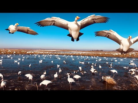 Smashed Huge Pile Snow Geese Over the Water! (Conservation Hunt)
