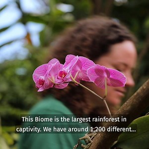 See how Lucie is single-handedly keeping our Rainforest Biome alive during lockdown. 👩🏻‍🌾🌴 We need your help to #KeepEdenGrowing – please donate or become a Member: www.edenproject.com/donate | Eden Project
