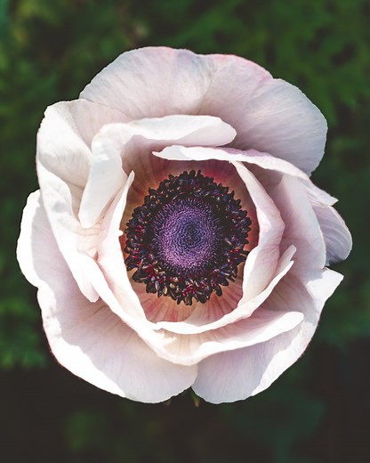 Anemone Growing Guide: Tips for Vibrant Spring Blooms — Sierra Flower Farm