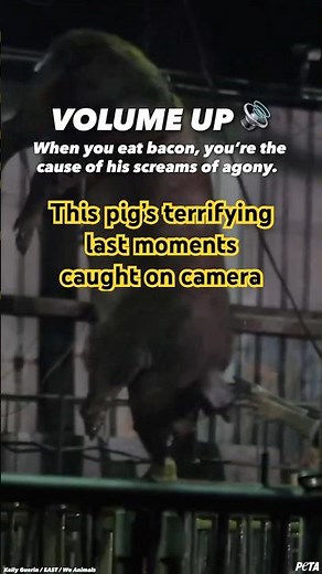 This Is How Pigs Become Pork