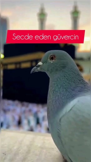 #kabah #makkah #pray #whatisislam #islamicshorts #shorts #love #quran #trend #birds #keşfet #viral