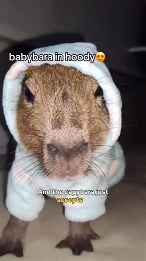 The chillest animal in the World 🌎