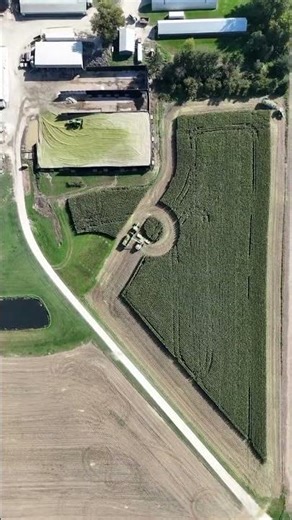 Epic Corn Silage Harvest 🌽 #shorts