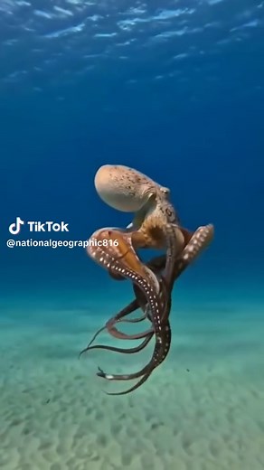 Celebrating World Turtle Day: Exploring Turtles