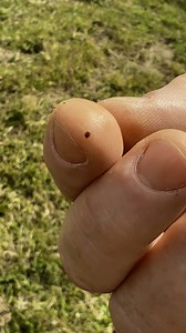 69K views · 131 reactions | The enemy is here. Varroa mite has made it into our bees — and we’re fighting back. ️Regular washes. Careful treatments. No shortcuts.This is what keeping bees looks like now in Australia.Support local. Support the fight.#VarroaMite #BeeCrisis #BehindTheHive #TheHoneyShed #SupportYourBeekeeper #RealHoneyRealWork #SaveTheBeesAustralia | The Raw Bee Company | Facebook