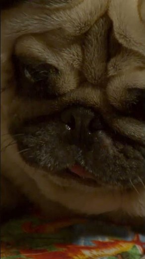 😱 Dino Dan Finds a Dinosaur Under His Bed! | Dino Kids | Dinosaur Shows for Kids