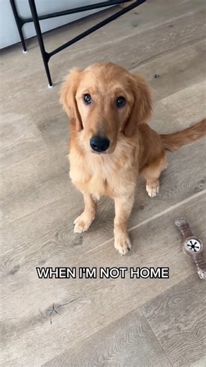 caught my puppy stealing! | Joey Graceffa