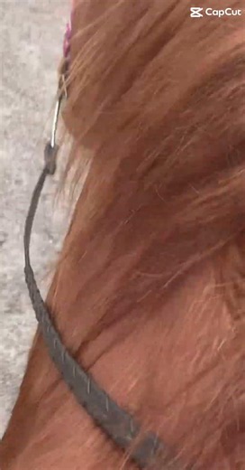 I love the sound of wet sand #equestrianjourney #equestrian #asmr #sound #horse