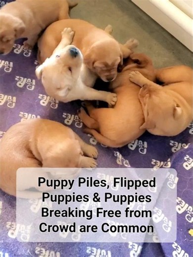 Cute 3-week old Labrador Puppies growing big, eyes open, walking and playing more together ❤️ 🐾😍