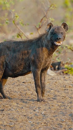 A pregnant hyena. Drooling. Their biology is wrapped in mystery and often fuels conspiracy theories especially about their unique genitals and the challenges of giving birth. #RareFind #hyena #conspiracy #africansafari #fblifestyle #pregnancy #pregnancyjourney #nature | Porcupine Tours