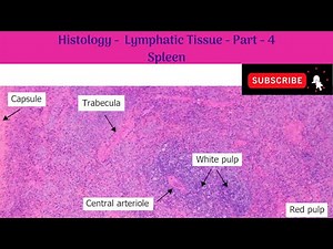 Histology of Lymphatic Tissue - Part -4 | Spleen | White & Red pulp | Splenic Circulation