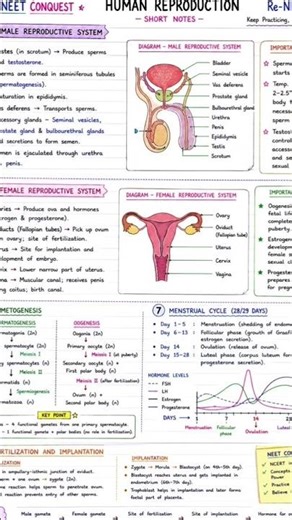 Human reproduction