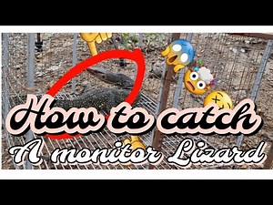 MAKING A MONITOR LIZARD TRAP, HOW TO CATCH A MONITOR LIZARD?