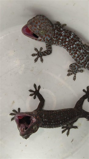 Cute Tokay Big Gecko sound lizard Animal #shorts