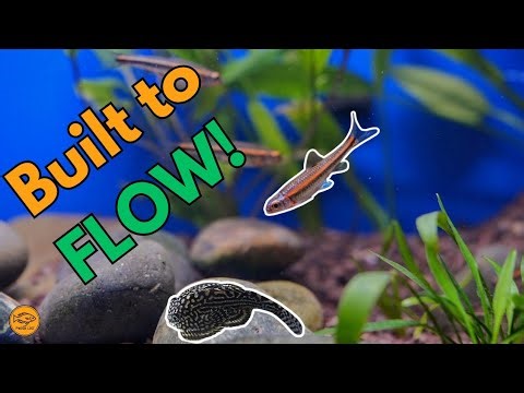 Rainbow Shiners, High Flow, and an Undergravel Filter