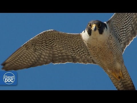 Halcón | Cazador Letal