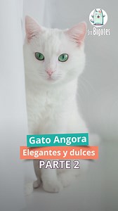 28K views · 971 reactions | El pelaje del gato angora turco es tan esponjoso que parece de algodón.  | Sra Bigotes | Facebook