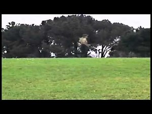 {YTP} There Goes a Trane