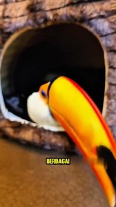 133K views · 2.2K reactions | Burung toucan | Meme Face Indonesia | Facebook