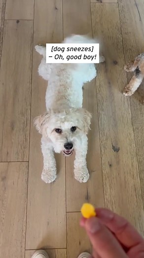 A cute pup named Oliver Can sneeze whenever his human tells him to. | Inside Edition
