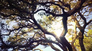 Download Giant Tree 4K Living Background for free